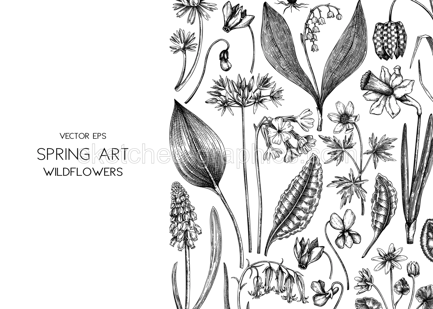 Spring background. Wildflowers hand drawn vector illustrations. Floral design in sketched style. Delicate contoured blooming flowers and leaves border. Vintage minimalist flower sketches Illustration
